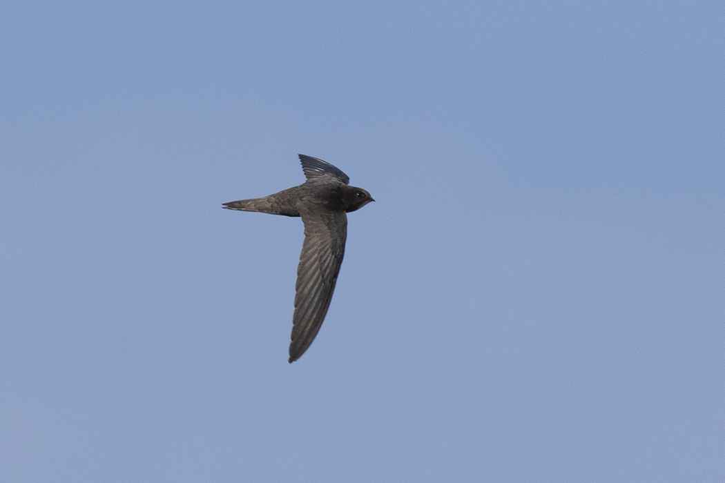 Common Swift